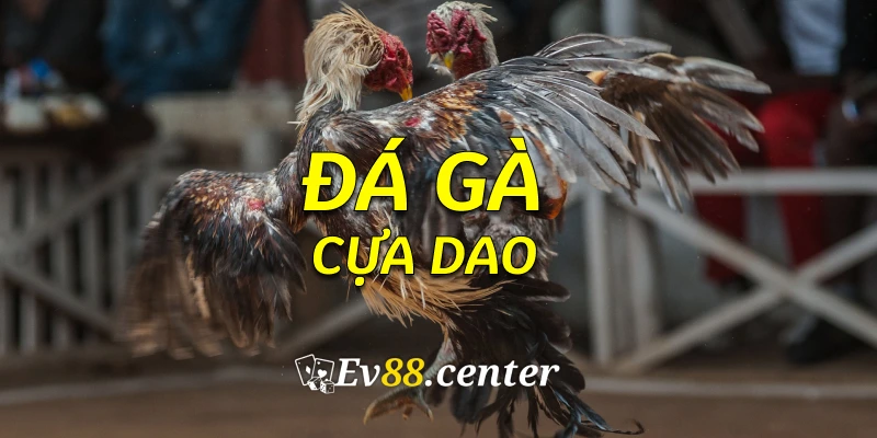 Đá Gà Cựa Dao