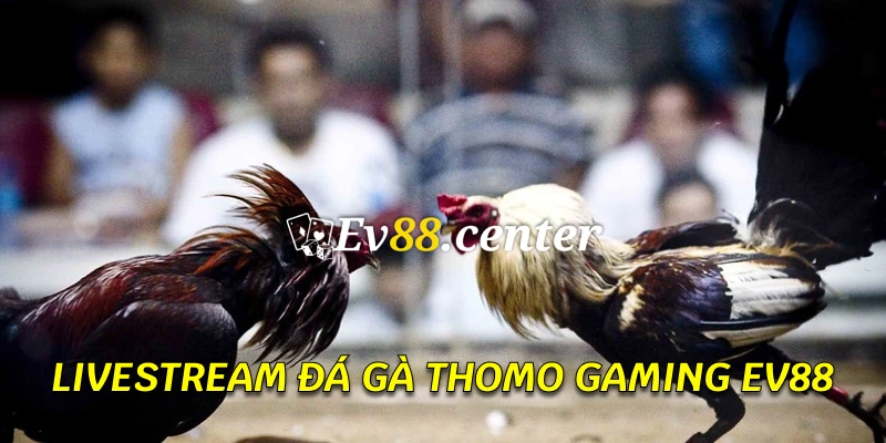 Giao diện đá gà livestream tại AE Gaming Ev88, hỗ trợ đặt cược trực tiếp.