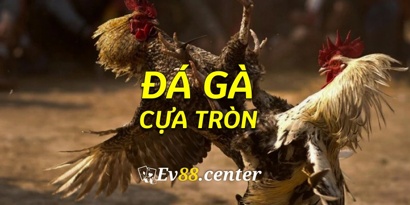 dagacuatron2