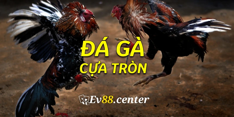 dagacuatron3