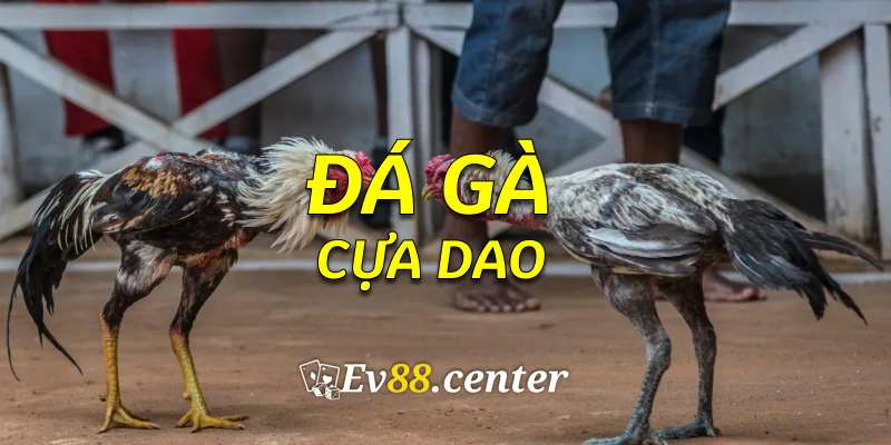 gacuadao2