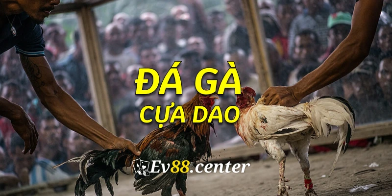 gacuadao3